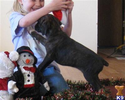 AKC Boxer Female #5 Sweety
